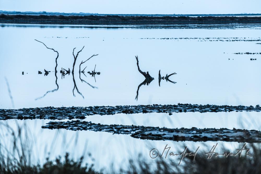 tree trunks in the alluvial plain