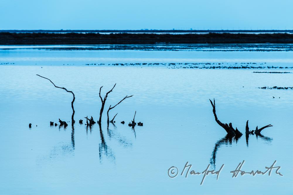 tree trunks in the alluvial plain