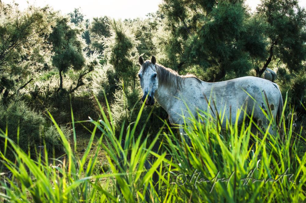 Camargue horses grazing on a meadow