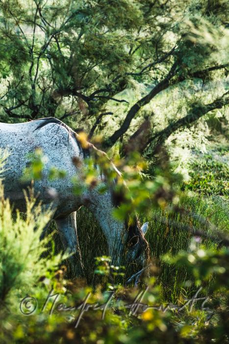 Camargue horses grazing on a meadow