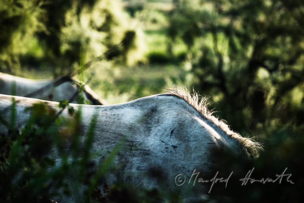 Camargue horses grazing on a meadow