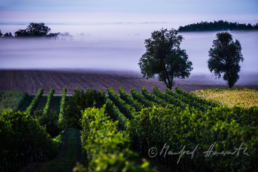vineyards on Rusterberg