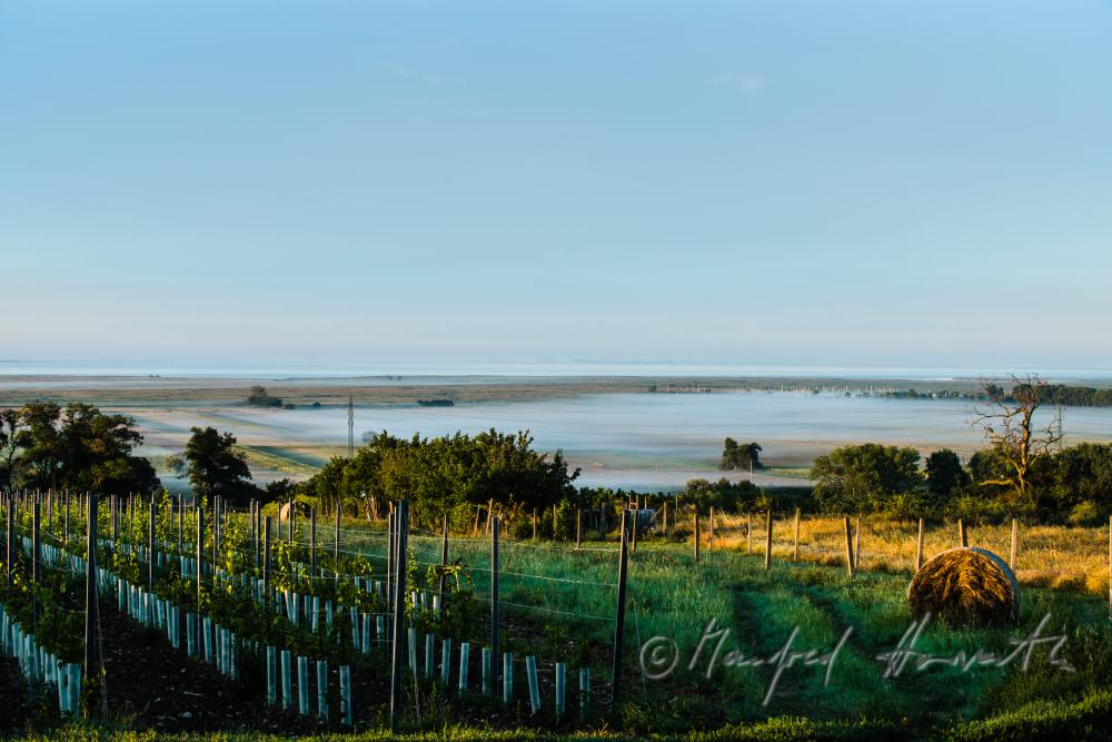 view fron the Hackelsberg to the Neusiedlersee