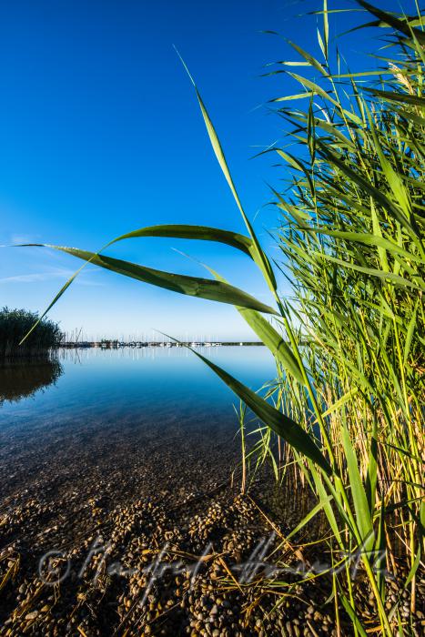 sailing boat in the reed canal on the way to the open lake
