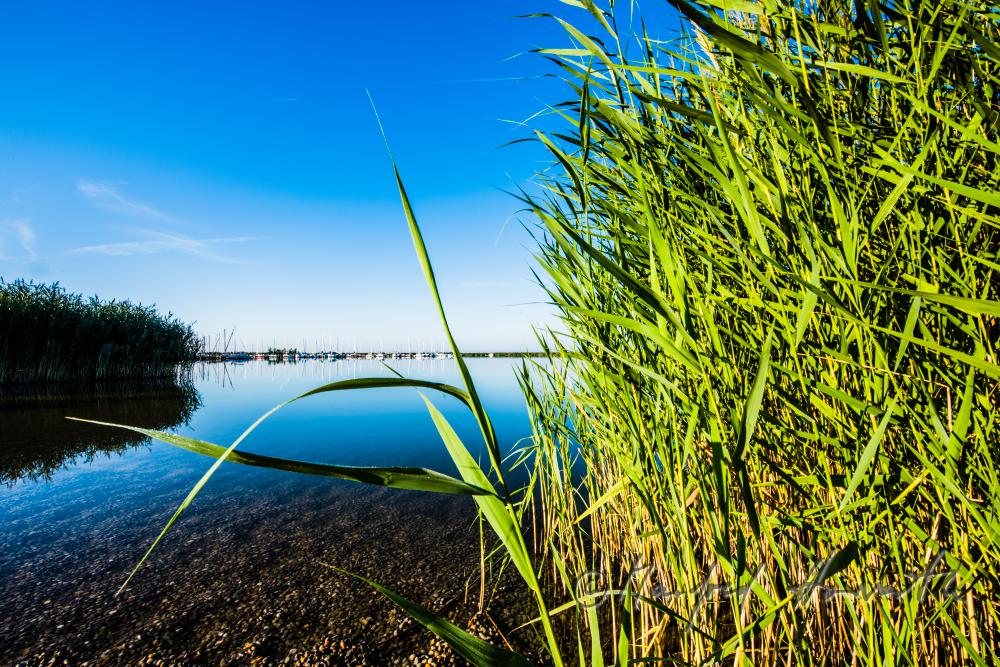 sailing boat in the reed canal on the way to the open lake