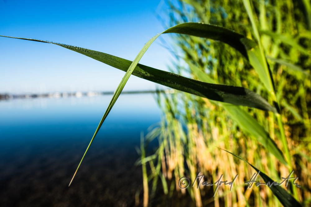 sailing boat in the reed canal on the way to the open lake