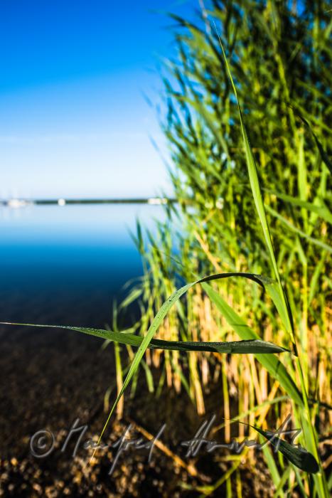 sailing boat in the reed canal on the way to the open lake