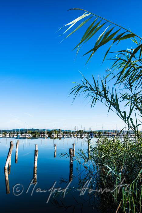 wooden posts of a rotten pontoon surrounded by reed