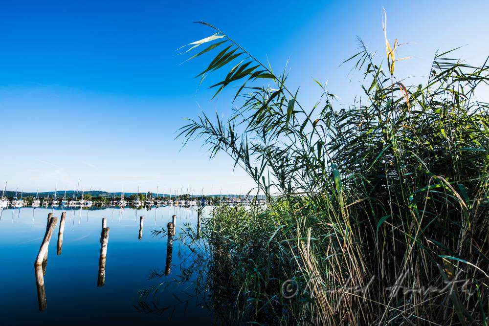 wooden posts of a rotten pontoon surrounded by reed