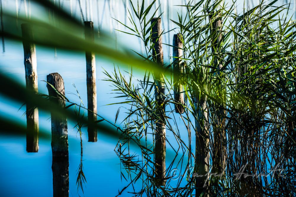 wooden posts of a rotten pontoon surrounded by reed