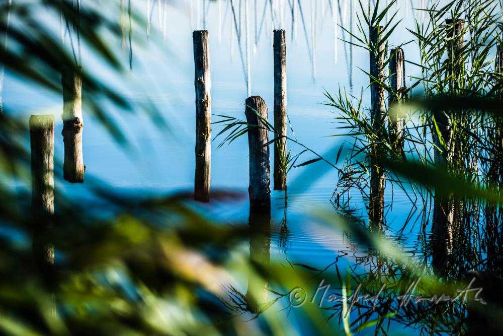 wooden posts of a rotten pontoon surrounded by reed