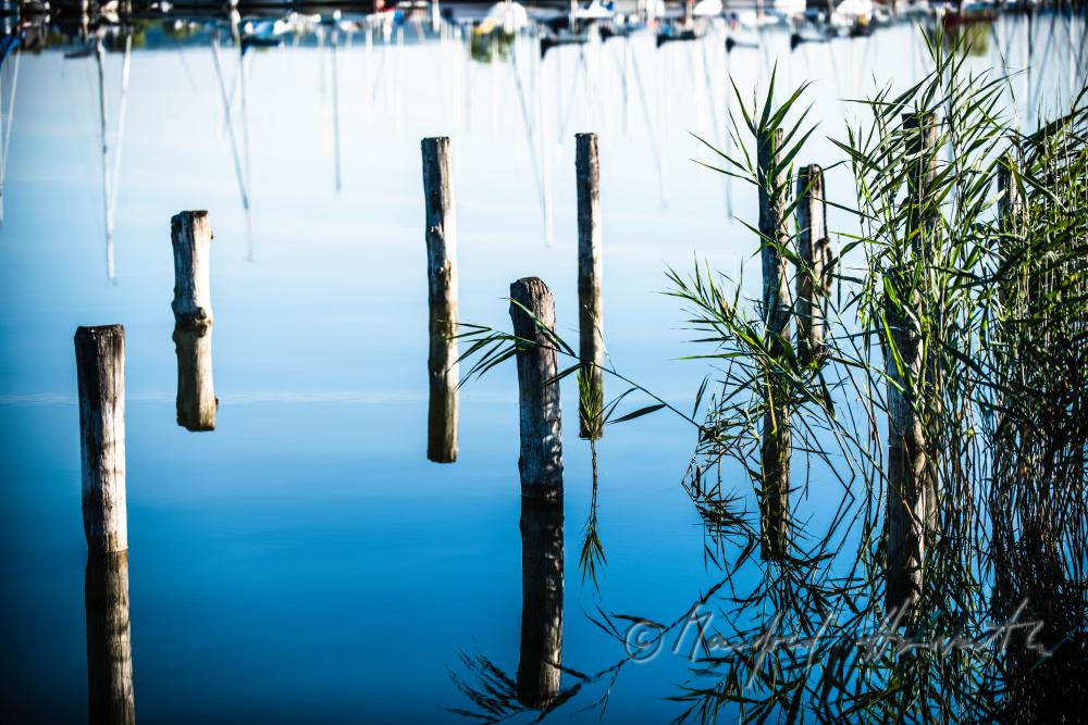 wooden posts of a rotten pontoon surrounded by reed