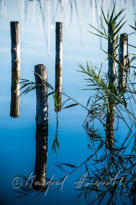 wooden posts of a rotten pontoon surrounded by reed