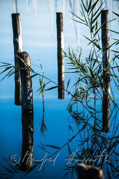 wooden posts of a rotten pontoon surrounded by reed
