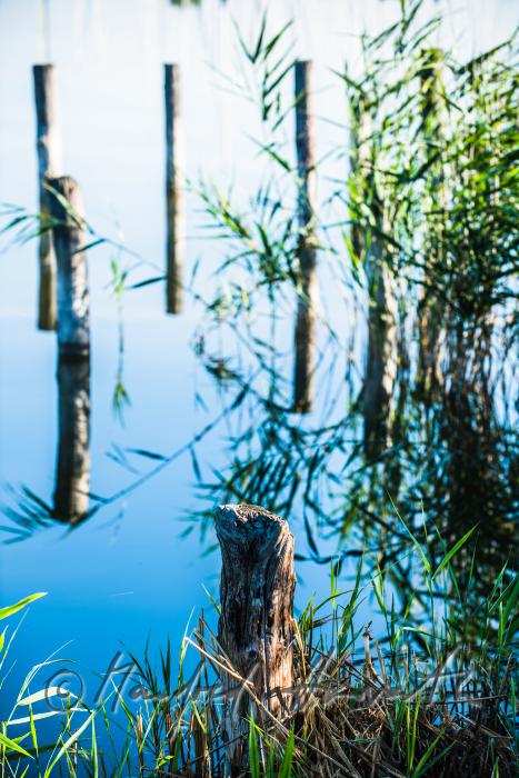 wooden posts of a rotten pontoon surrounded by reed