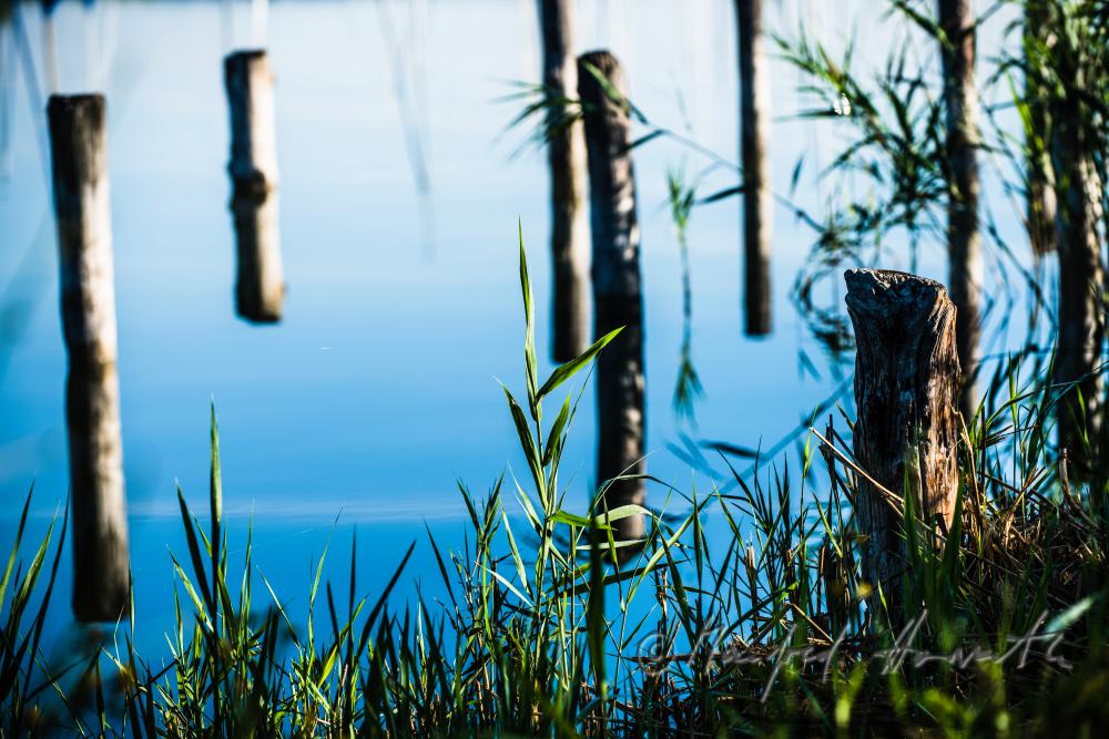 wooden posts of a rotten pontoon surrounded by reed