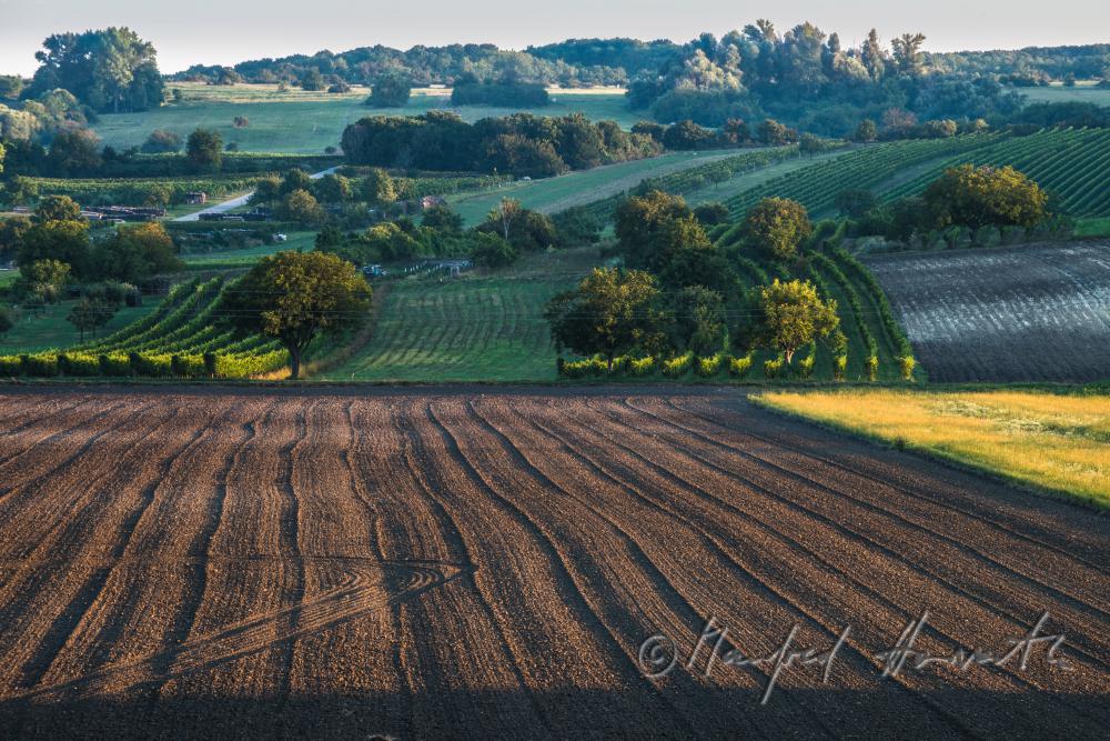 view fron the village to the Leithagebirge