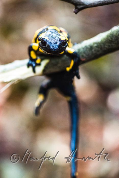 fire salamander on a rainy day in the beech forest