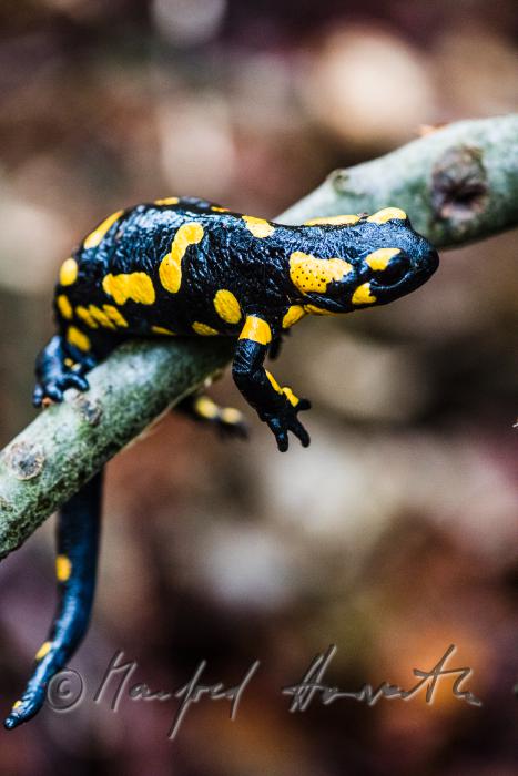 fire salamander on a rainy day in the beech forest