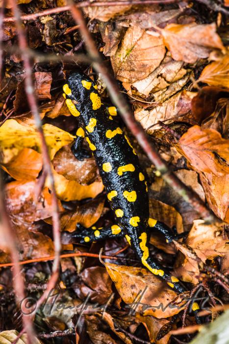 fire salamander on a rainy day in the beech forest