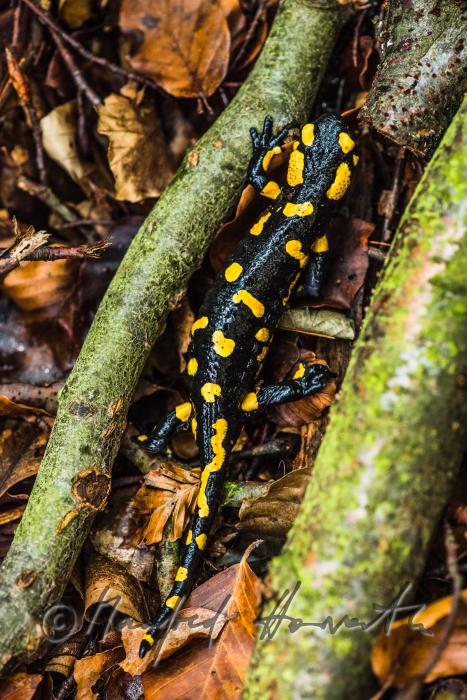 fire salamander on a rainy day in the beech forest