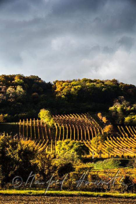 vineyards on the southern slopes of the Leithagebirge