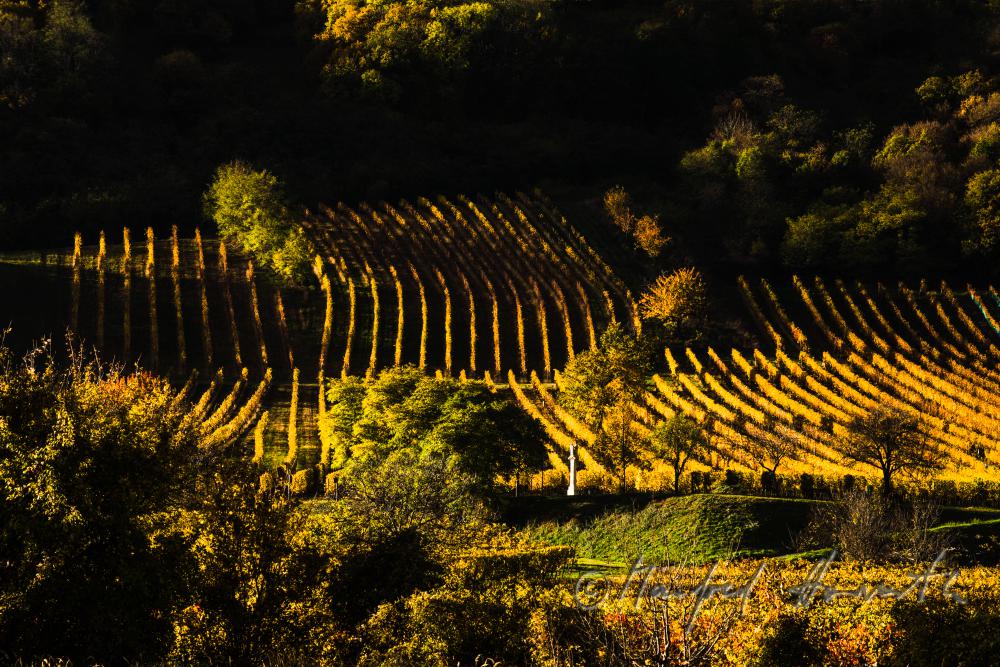 vineyards on the southern slopes of the Leithagebirge
