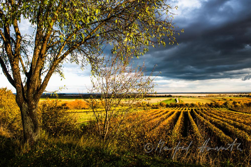 vineyards on Rusterberg