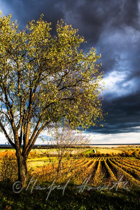 vineyards on Rusterberg