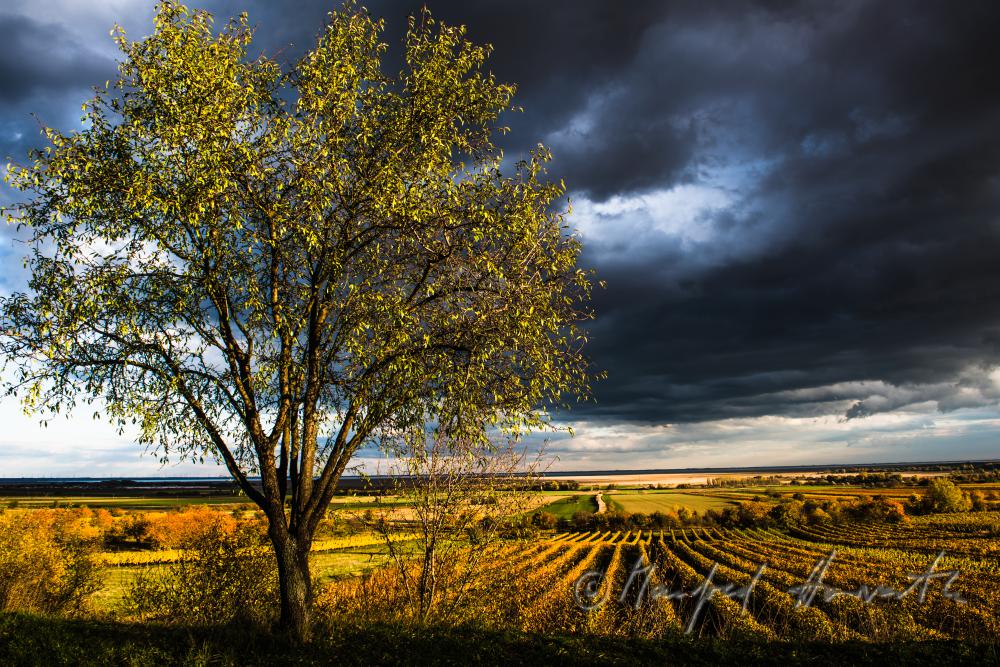 vineyards on Rusterberg