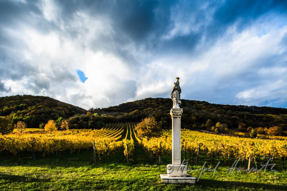 vineyards on the southern slopes of the Leithagebirge
