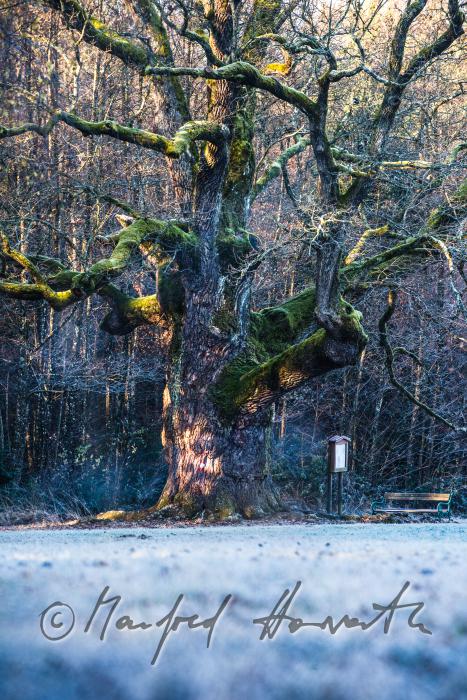 1000-year old oak tree