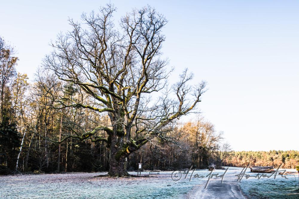 1000-year old oak tree