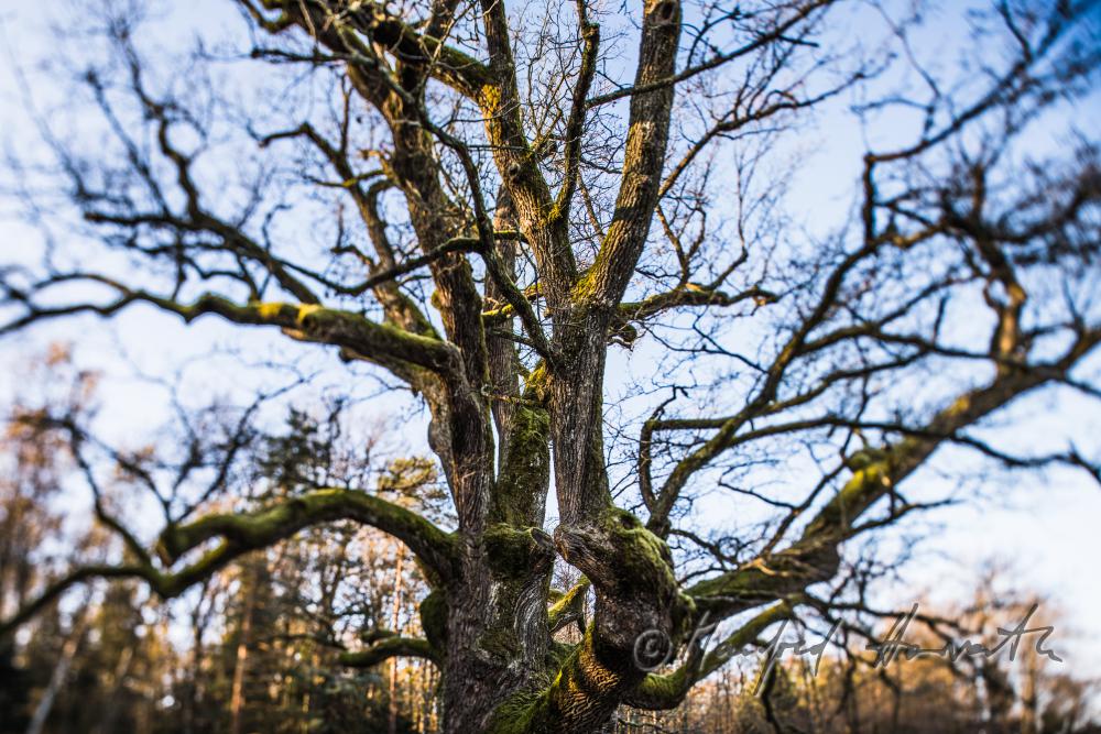 1000-year old oak tree