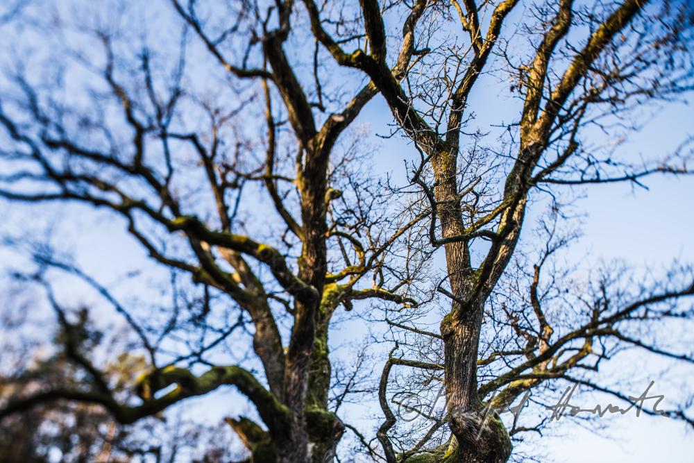 1000-year old oak tree