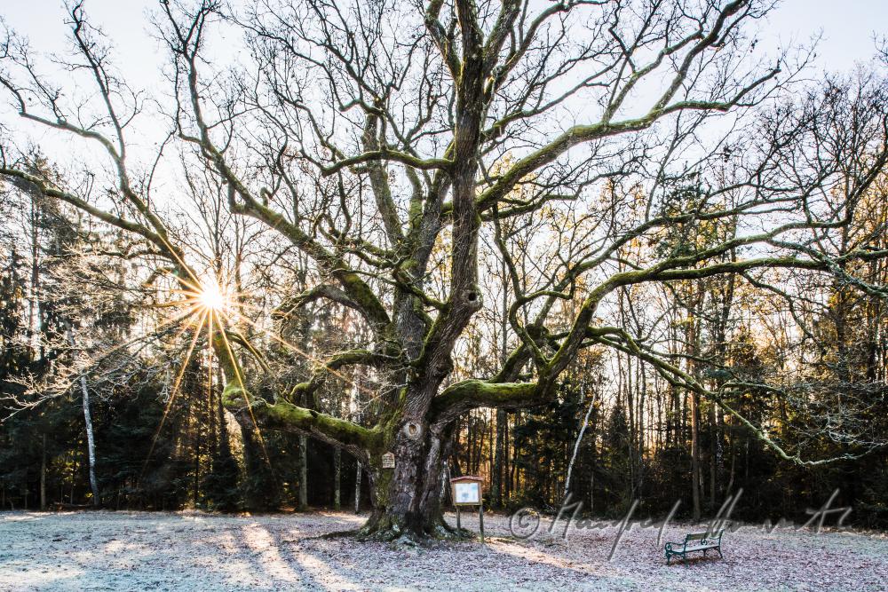 1000-year old oak tree