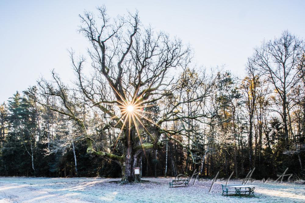 1000-year old oak tree