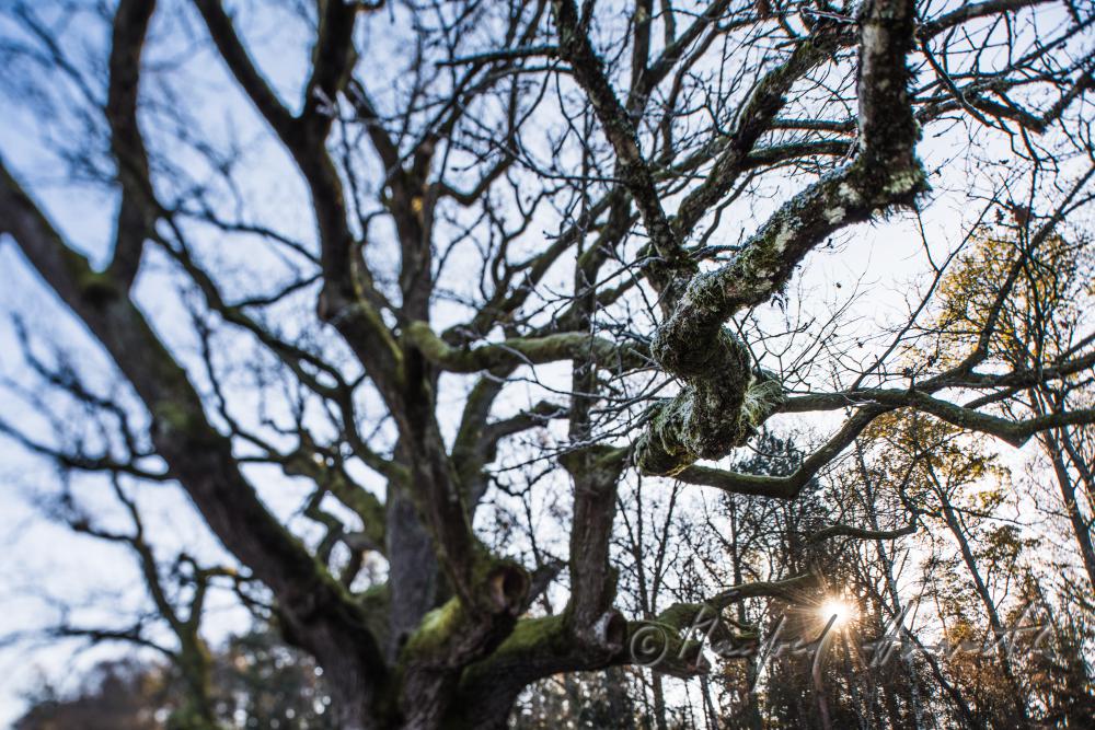 1000-year old oak tree