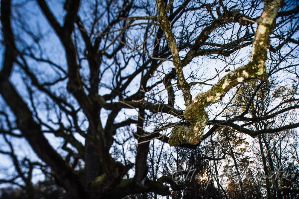1000-year old oak tree