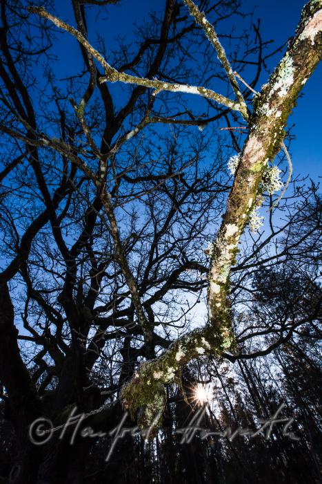 1000-year old oak tree