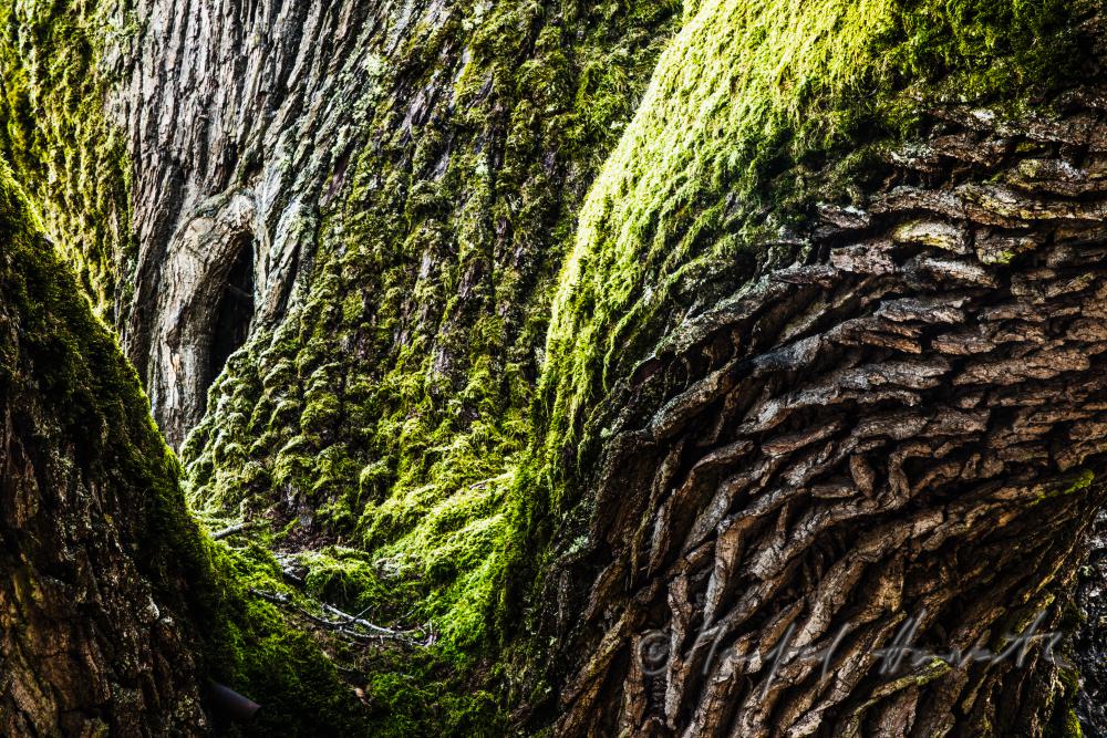 1000-year old oak tree
