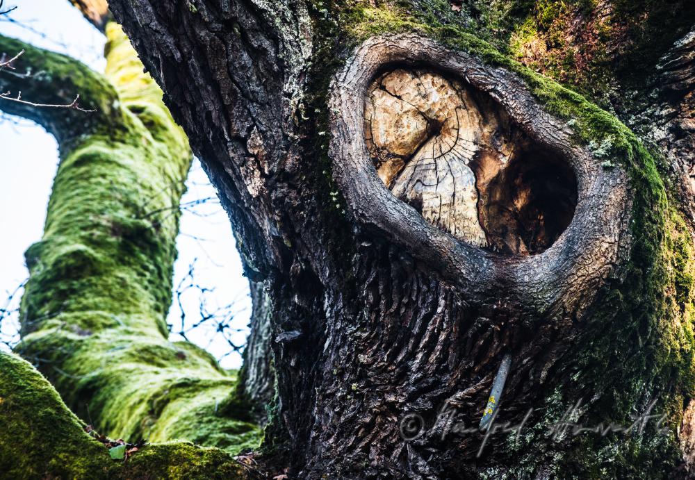 1000-year old oak tree