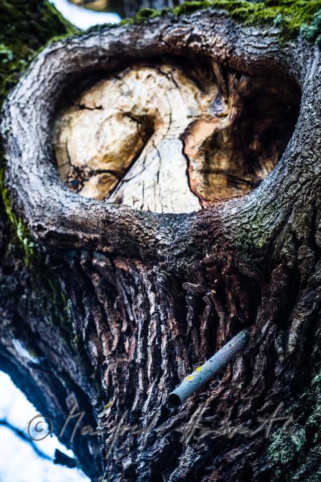 1000-year old oak tree