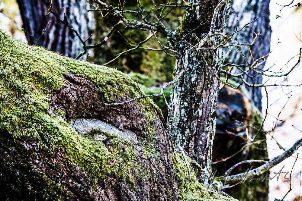 1000-year old oak tree