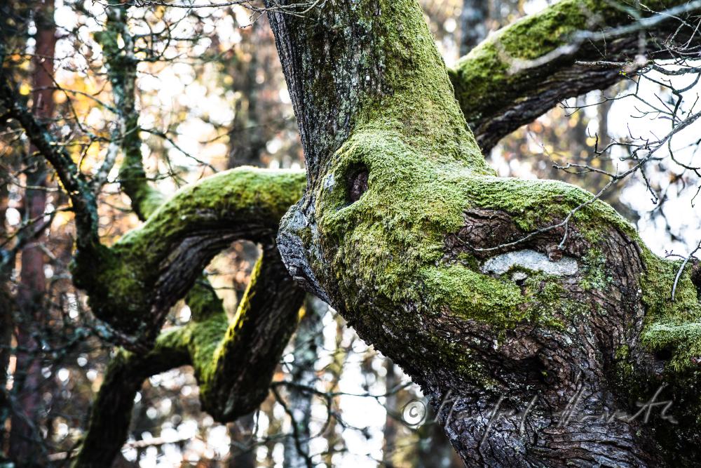 1000-year old oak tree
