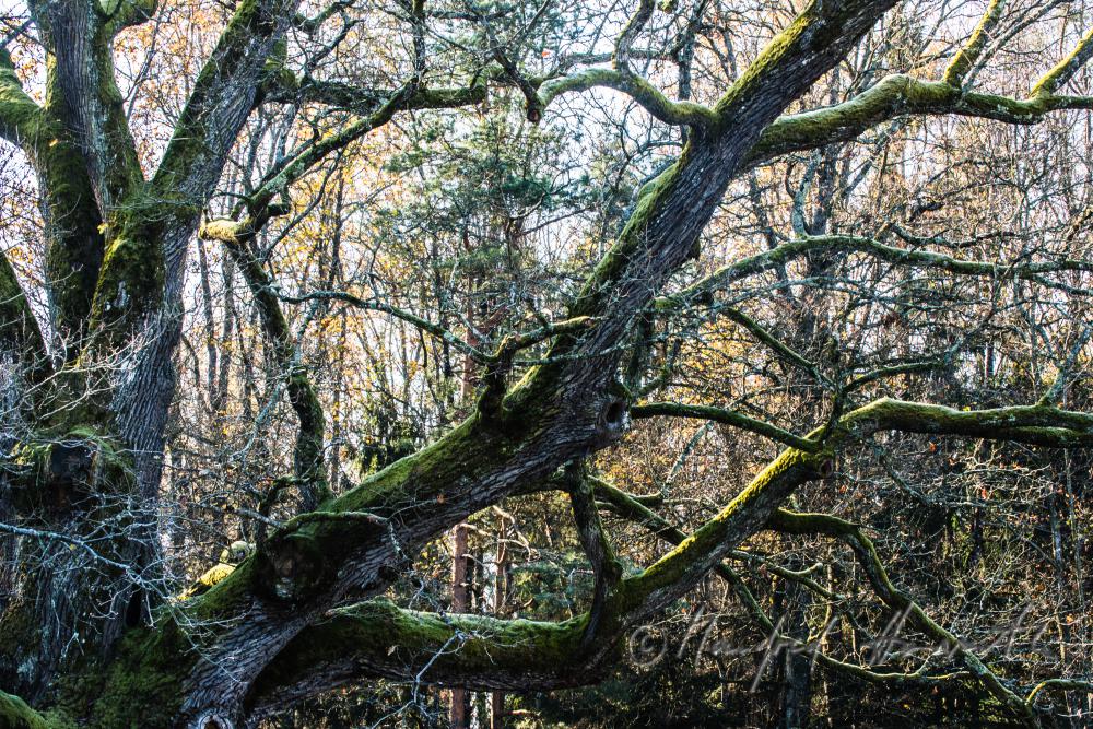 1000-year old oak tree