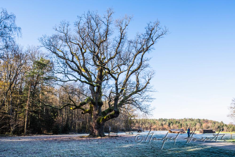 1000-year old oak tree
