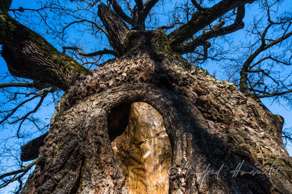 1000-year old oak tree