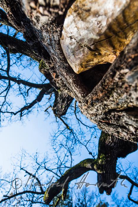 1000-year old oak tree