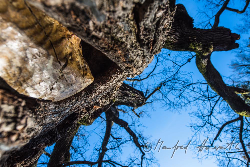 1000-year old oak tree